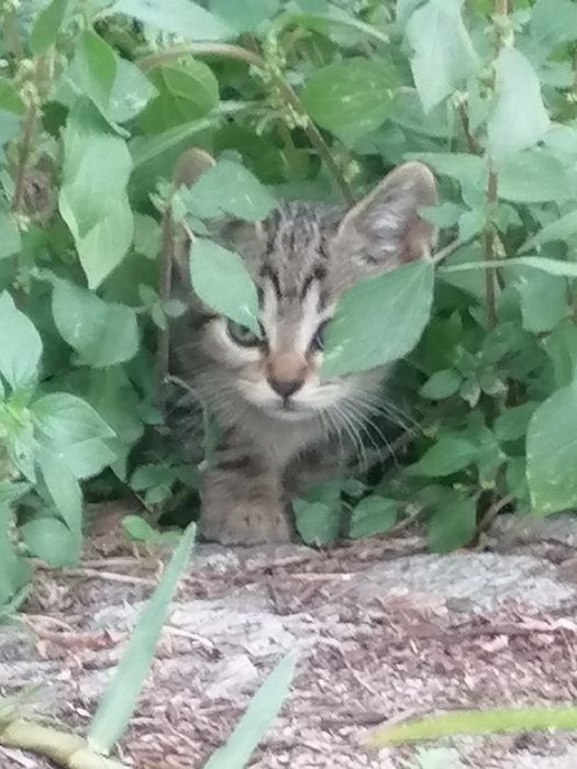 Gatinhos bebés para adoção responsável