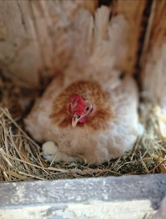 Jaja lęgowe- seramka malezyjska