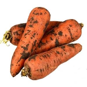 Продам моркву оптом