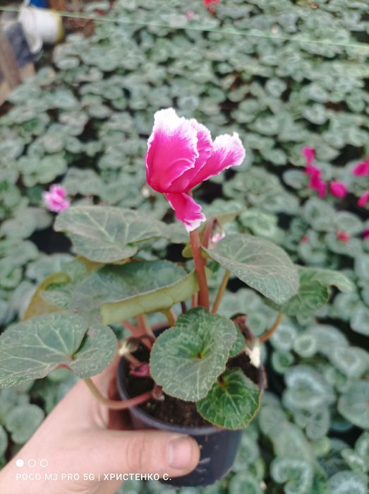 Цикламени кімнатні