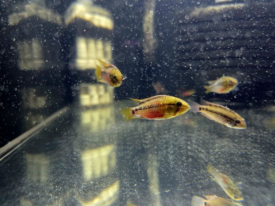Pielęgniczka Apistogramma hongsloi (krasnopręga)