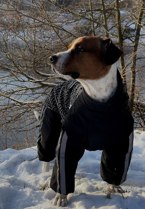 одяг для собак великі розміри