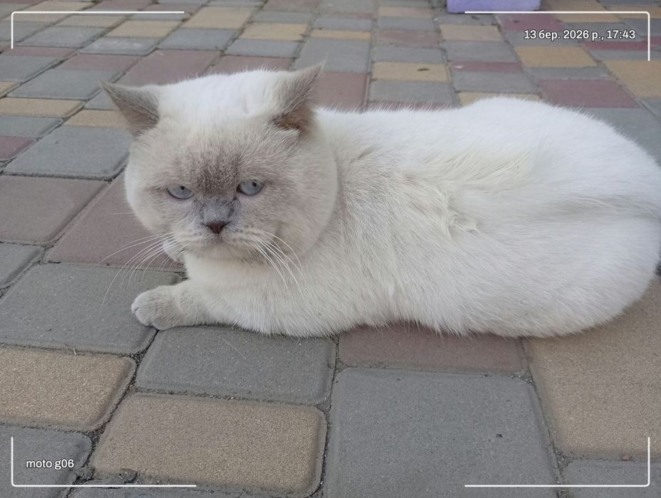 Запрошуємо на в'язку кицю)
