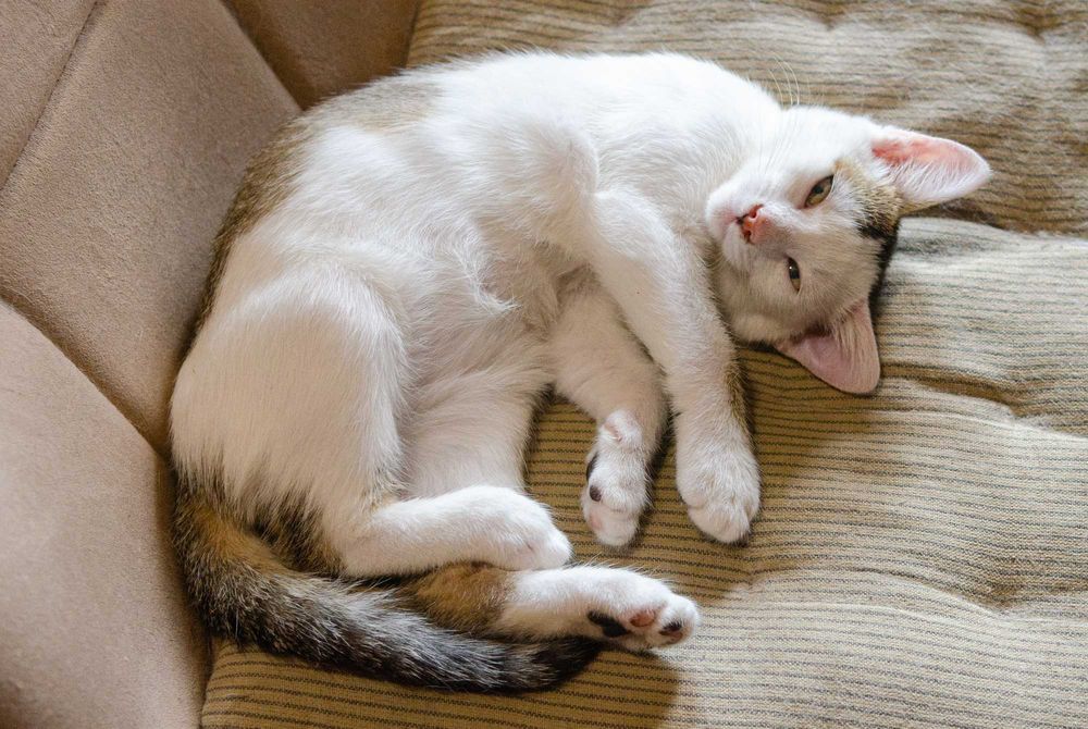 Ніжний плюшик Карамель метис абісинської породи шукає родину.