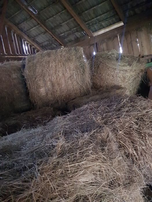 Bale siana z 2025r.