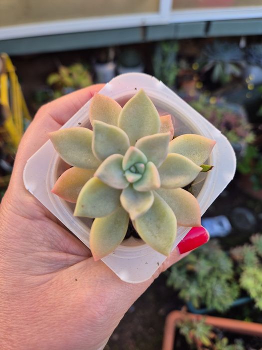 Suculentas mini vaso 5-6cm