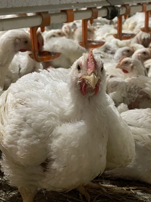 Підрощений бройлер