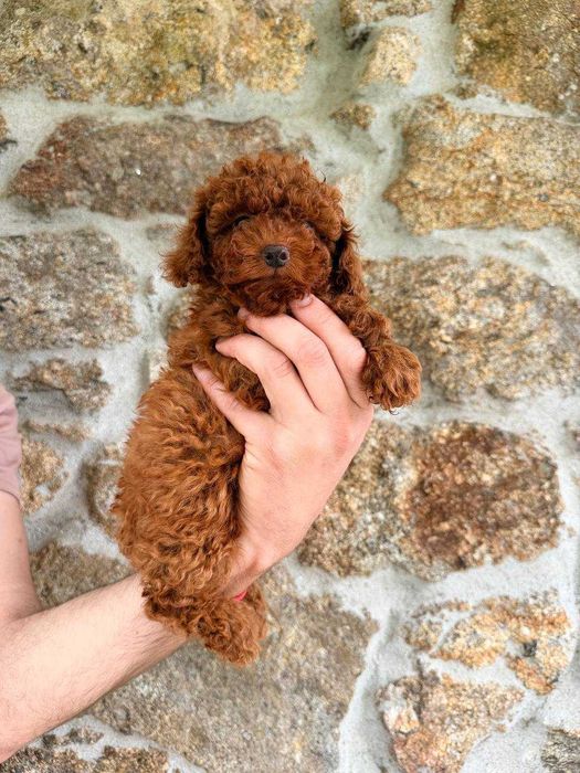 (!) Caniche Toy Mini Menina Disponível