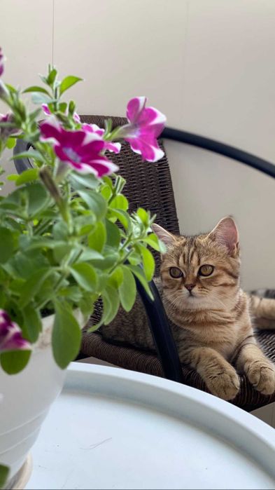 кошечка   Скоттиш-страйт або шотландська прямовуха золота шиншилла