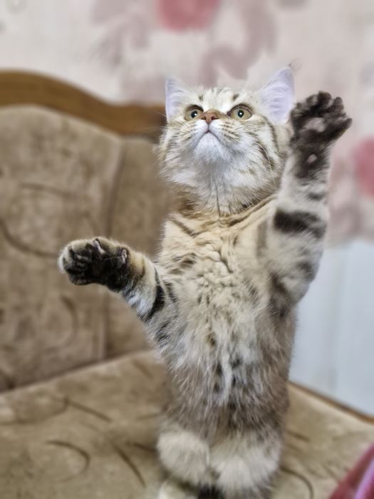 Шотландські котенята