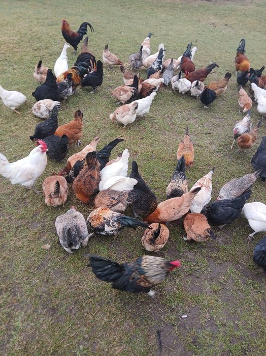 Koguty liliput japonek kogut