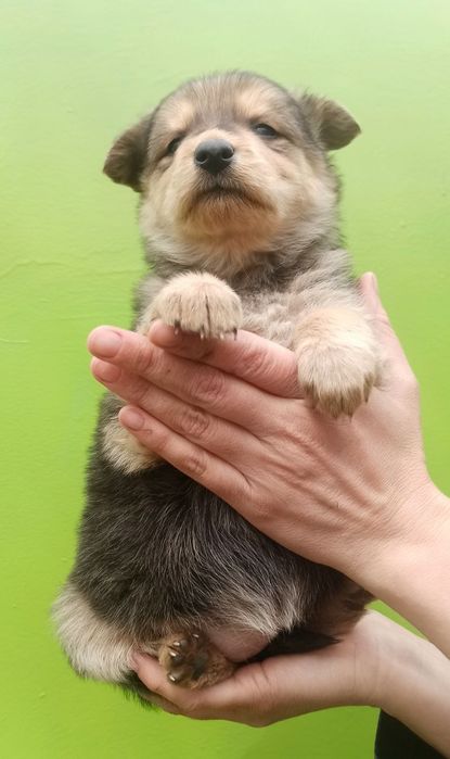 Продам незвичайного  їжачка :)