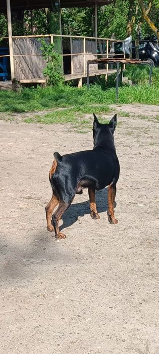 Вязка цвергпинчер!