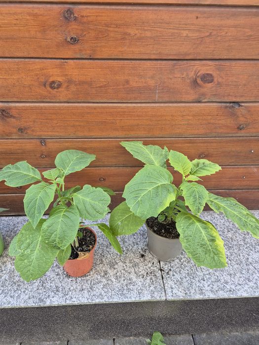 Datura kolor różowy