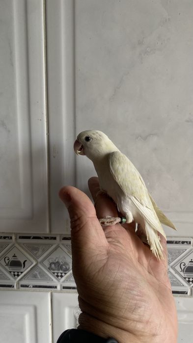 Agapornis domesticado
