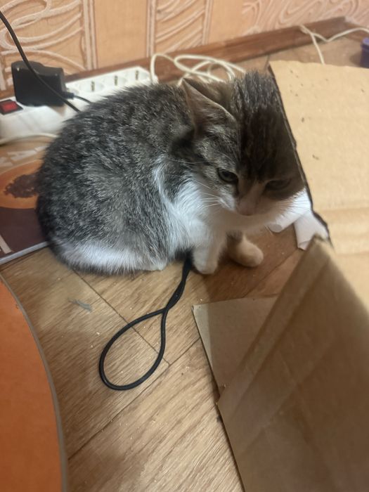 Котик шукає добру сімʼю