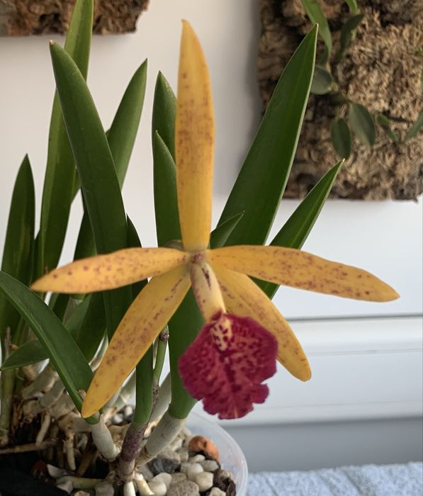 Орхідея Cattleya hybrid Jairak Finch