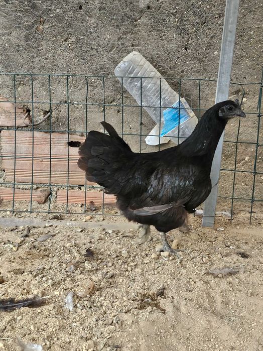 Ayam cemani casal