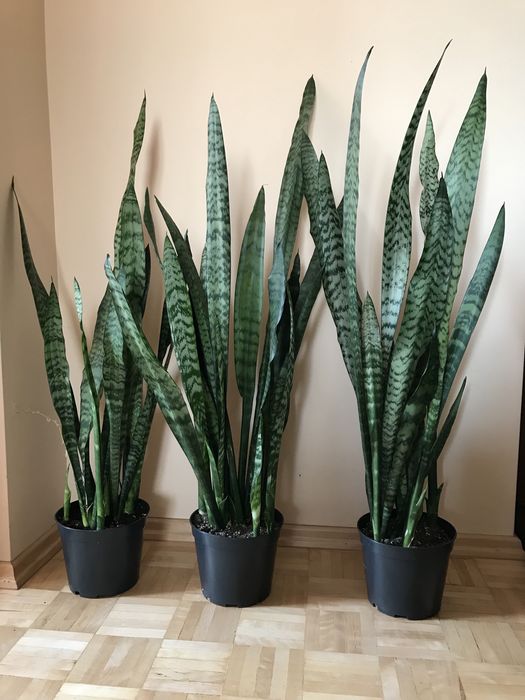 Sansevieria duża | kwiat doniczkowy domowy | liściasty | do salonu
