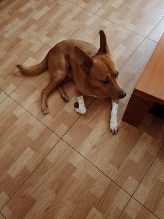 Cão para adoção [Lucas]