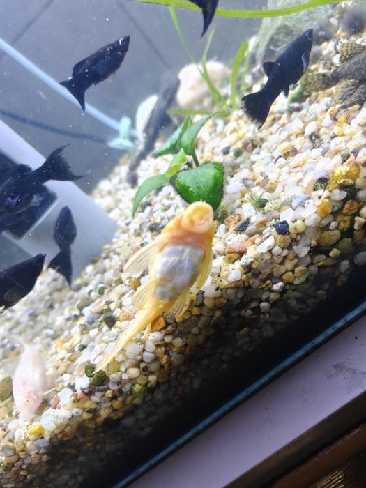 Glonojady Albinos