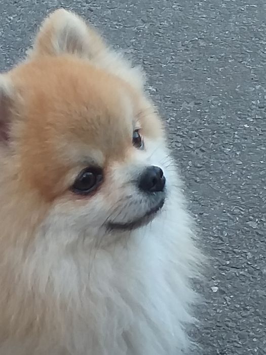 Кобель для вязки