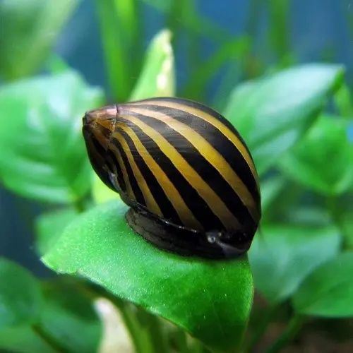Неретина зебра слимак акваріумний