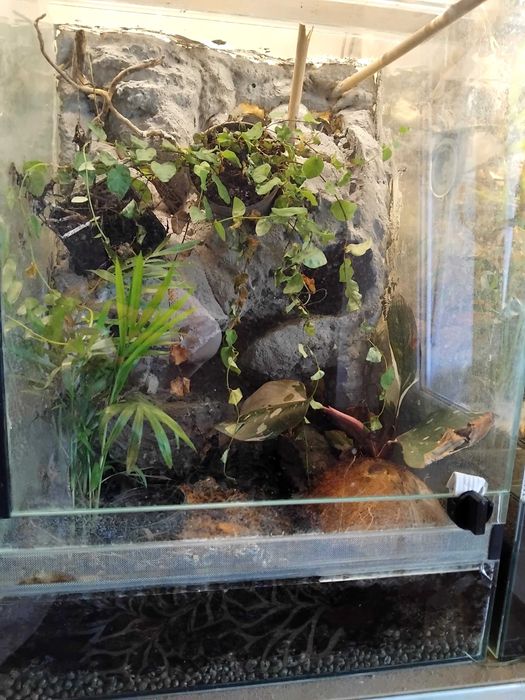4 Scynki wodne tropidophorus microlepis z terrarium