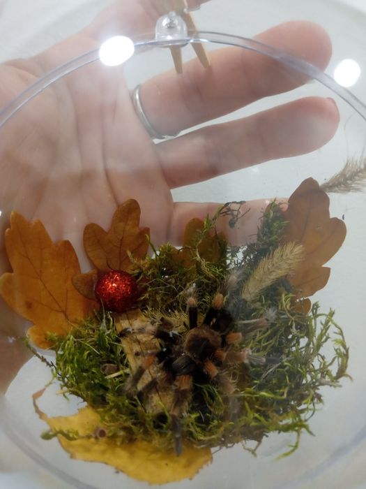 Bombka martwa natura pająk ptasznik brachypelma