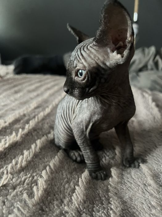 Kotka sfinks  czarna