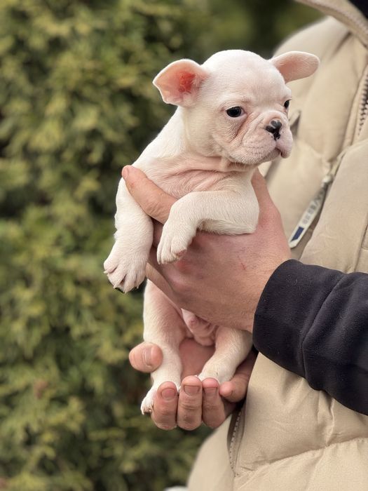 Шикарний хлопчик Сніжок