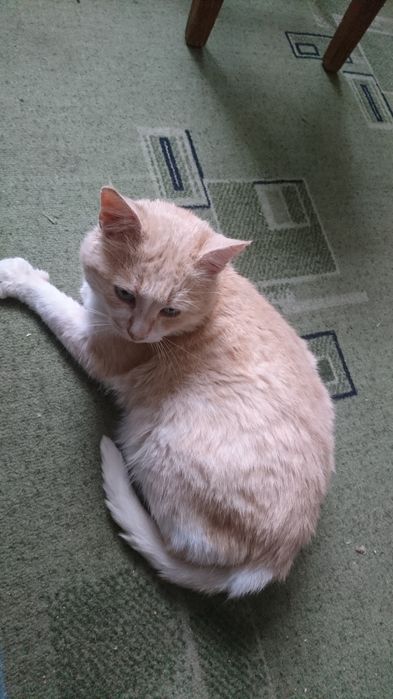 Отдам кота в хорошие руки