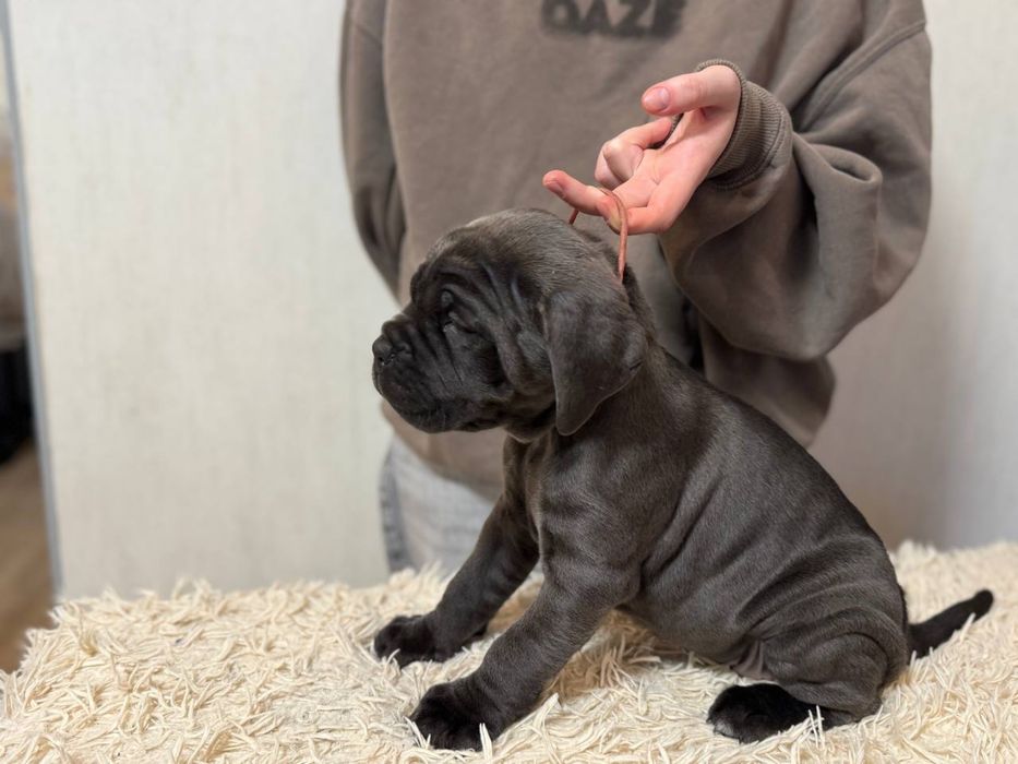 Cane Corso щенки
