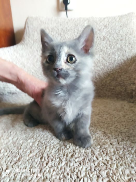 Кошечка 3 месяца в добрые руки