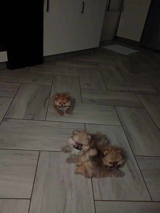 Szpic miniaturowy chłopak