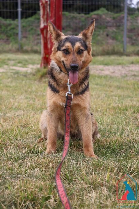 Młoda, urocza, delikatna, ma w serduszku dużo miłości - pokochaj