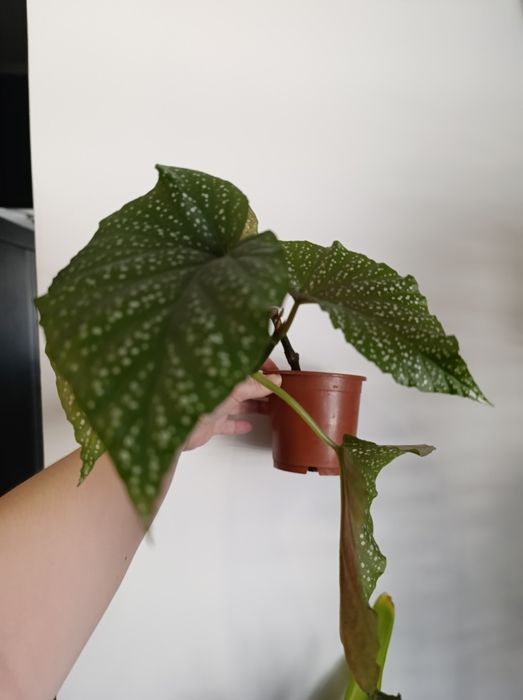 Драцена спатифілум вазонок бегонія сансев'єрія маранта плющ тещин ящик