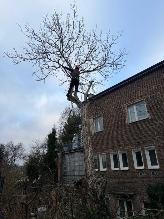 Kompleksowa wycinka drzew, frezowanie pni, rębakowanie usługi wywrotką