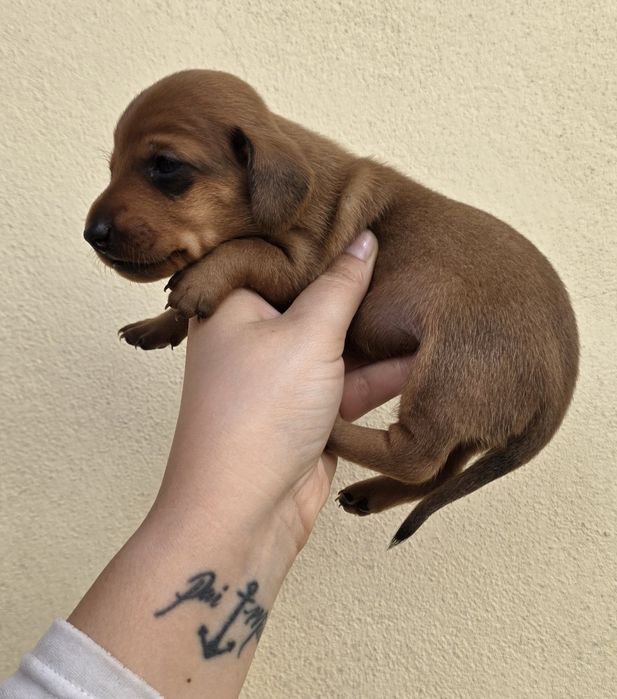 Teckel Miniatura Macho Castanho