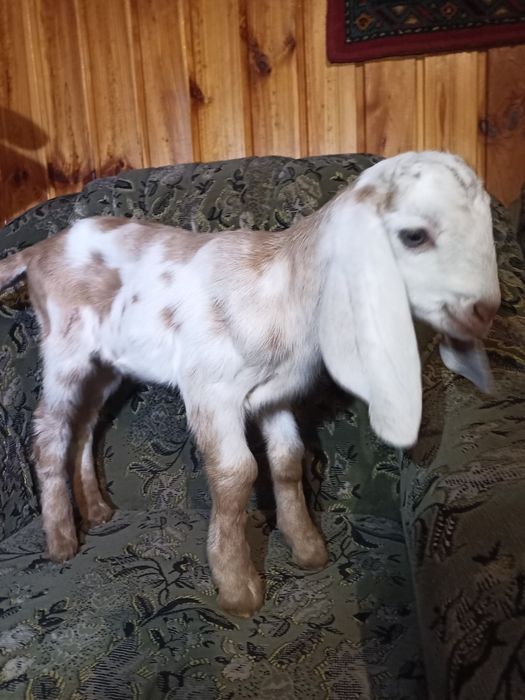 Продам козу нубо- каморі 40 %