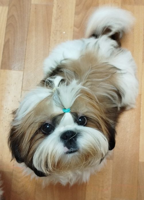 Цуценя ши-тцу shih-tzu