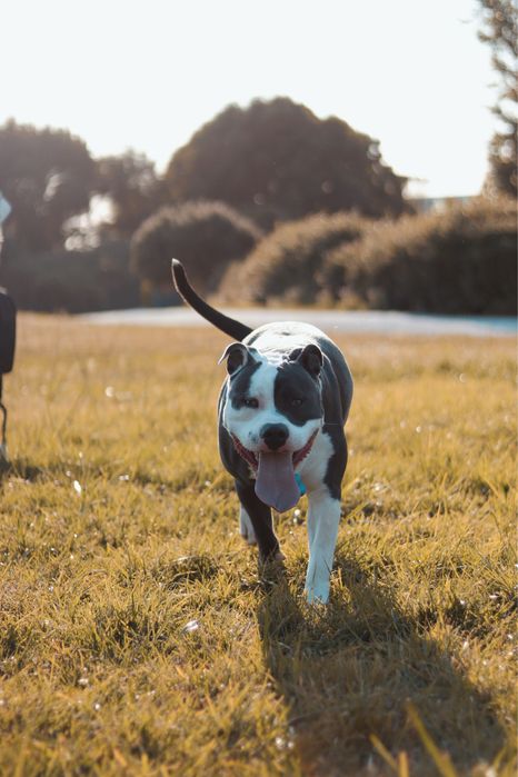 Acasalar american bully xl