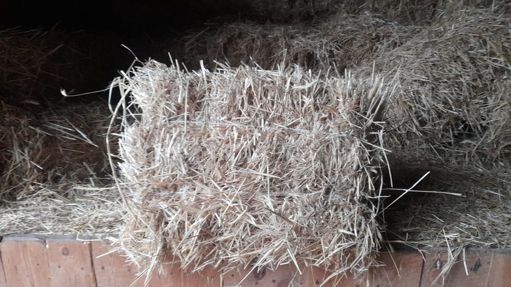 Słoma w kostkach żytnia 2025