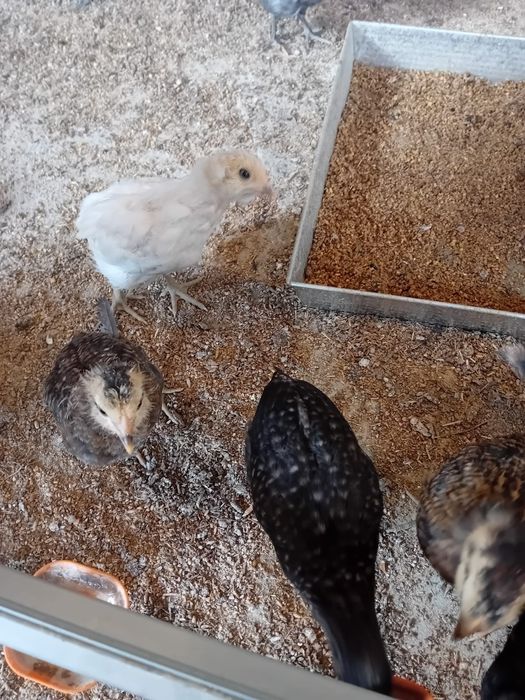 Kura kury aracuany naturalne ekologiczne pisklaki araucany kury arauca