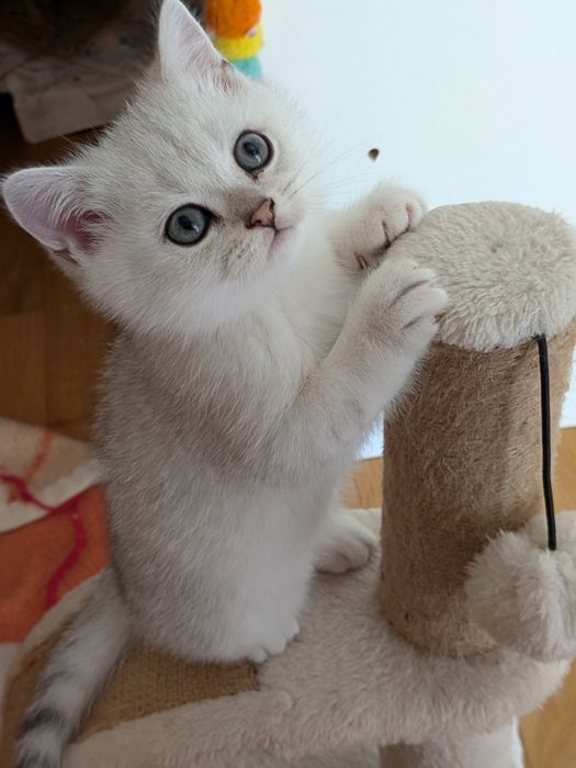 Gatinho Scotiish Straight