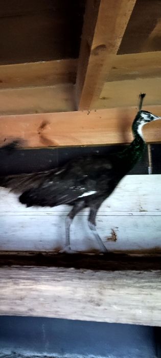 Paw szmaragdowy, samica z maja tego roku