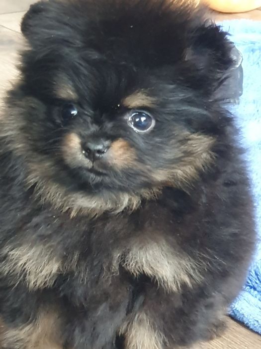 Szpic miniaturowy pomeranian/Malutka laleczka