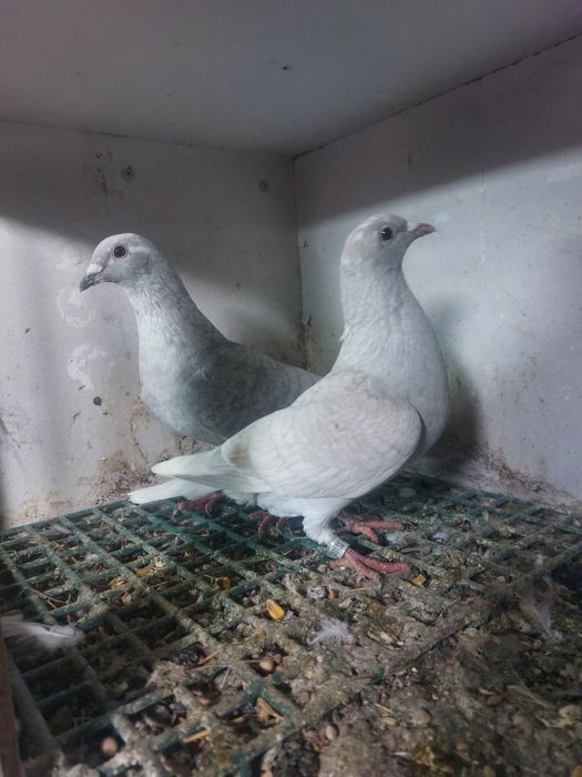 Golebie pocztowe reduced  rubella