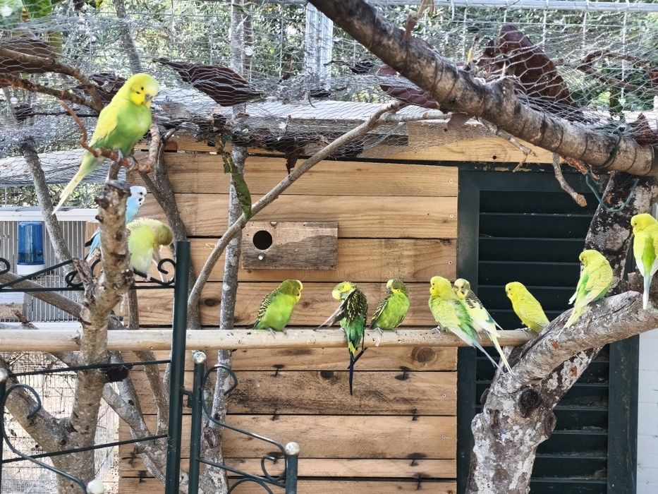 Aves exóticas de pequeno porte