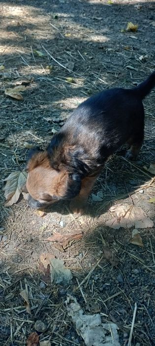 Oddam za darmo 2 suczki